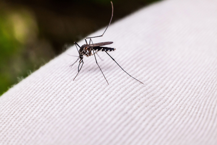 모기 물려 감염되는 ‘말라리아’ 주의보…벌써 1년치 환자 나왔다